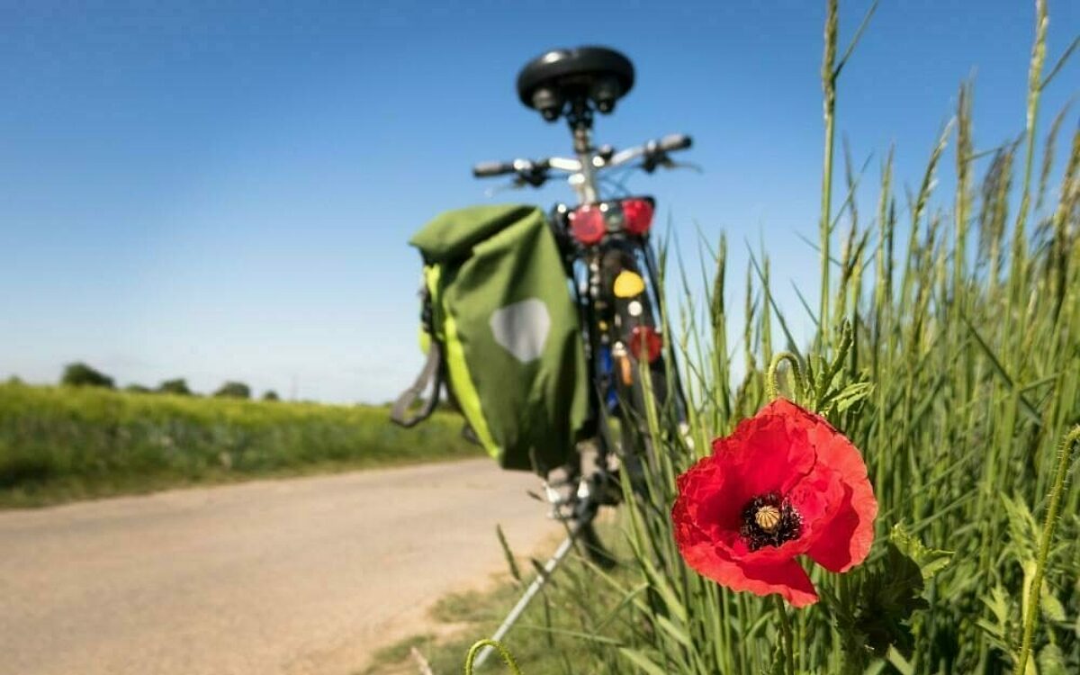 1608546341fahrrad radweg blume pixabay 1608546341fahrrad radweg blume pixabay